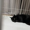 クロネコ サムネイル3
