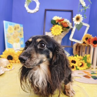 ダックスの女の子