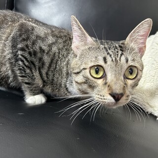 甘えんぼなキジトラくん