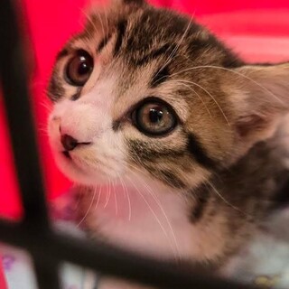 靴下系キジ白★パイン★やんちゃボーイ