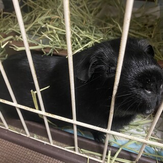 ロシアンモルモットの男の子