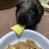 ロシアンモルモットの男の子 サムネイル2