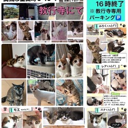 子猫.保護猫.譲渡会