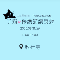 子猫.保護猫.譲渡会 サムネイル2
