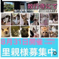 子猫.保護猫.譲渡会 サムネイル3