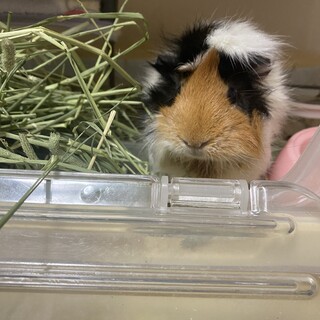 アビシニアンモルモット女の子