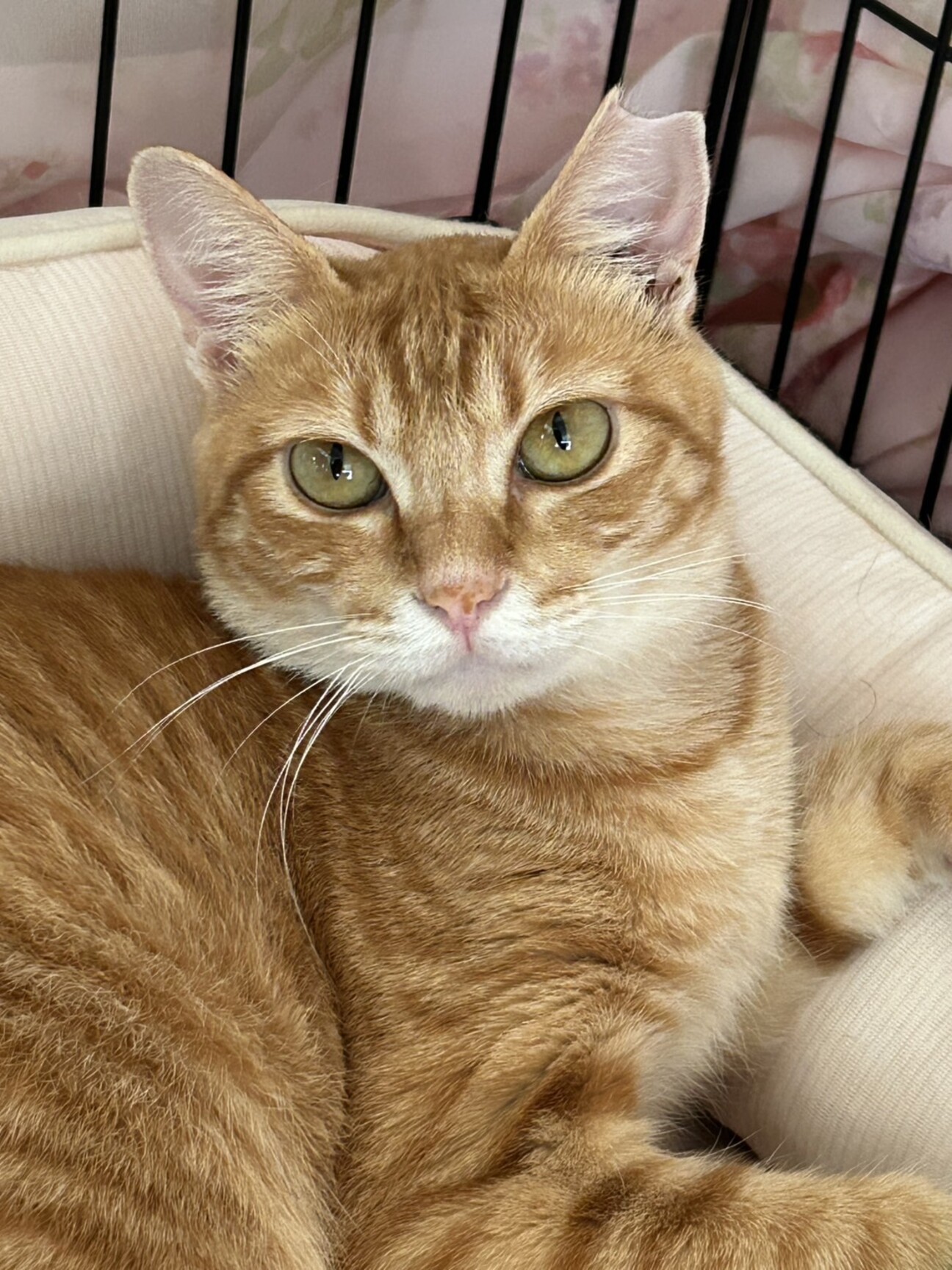 ふんばり親子猫 茶トラ ふんばり親子猫 茶トラ 本日のお猫ちゃん 里親募集中です🙏茶
