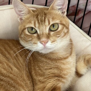 可愛い茶トラのジンジャーちゃん❤️