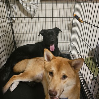 家庭の事情で飼えなくなったため