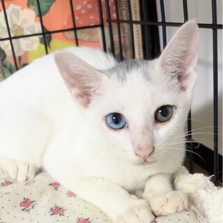 オッドアイのブランくん