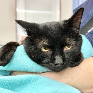 ポツンと置き去り猫・黒猫ジジ・約９歳オス♪