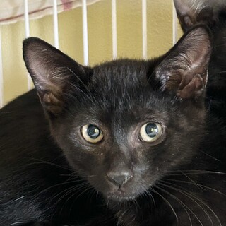 黒チビ猫兄弟・ちょっぴりオドオド２ヶ月半♪