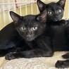 黒チビ猫兄弟・ちょっぴりオドオド２ヶ月半♪ サムネイル2