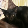 黒チビ猫兄弟・ちょっぴりオドオド２ヶ月半♪ サムネイル4