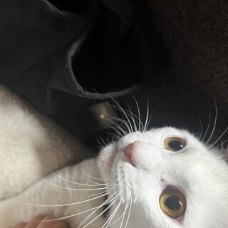 2歳4ヶ月真っ白な猫ちゃん