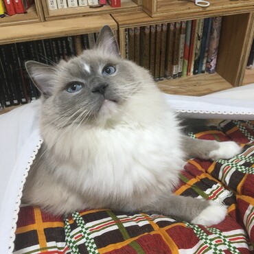 飼い主の布団大好きです