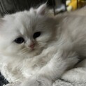 2025/07/08生まれ 仔猫