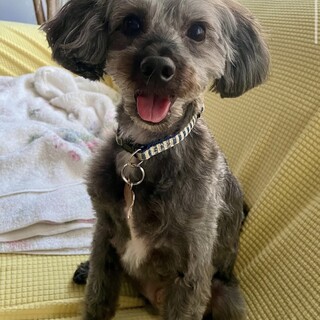 【リタ】陽気な子ですパピヨン×Tプードル（4歳）