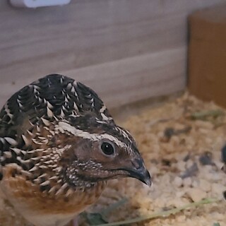 2025年 5月3日生まれ うずらの うじゅ オス