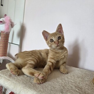 お膝が大好き 甘えん坊さん