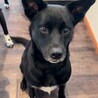 甲斐犬ミックス風の優しいお顔の黒犬のくろみちゃん