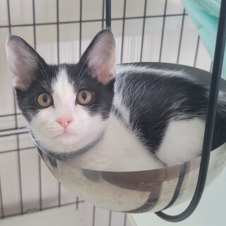 そっくりハチワレ４姉妹♡エルサ♡