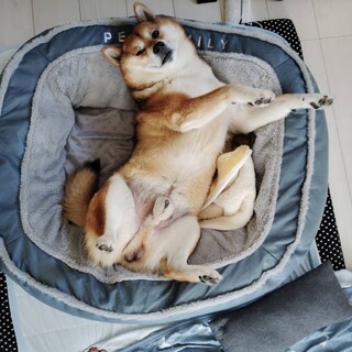 愛くるしい柴犬男の子の里親を探しています。