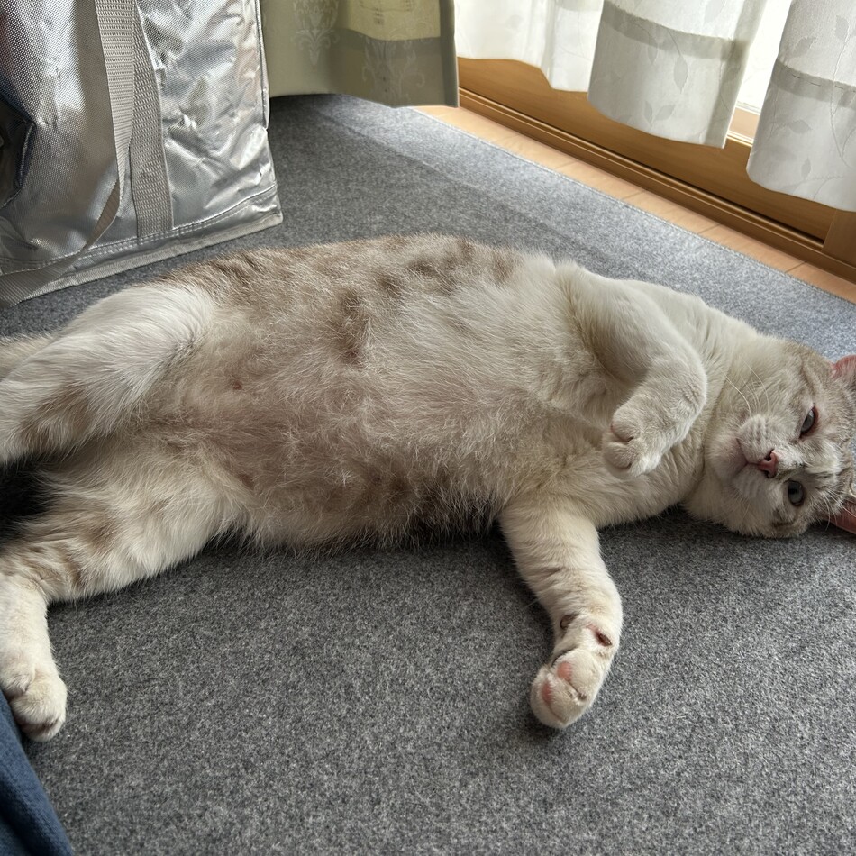 アクアのカバー写真