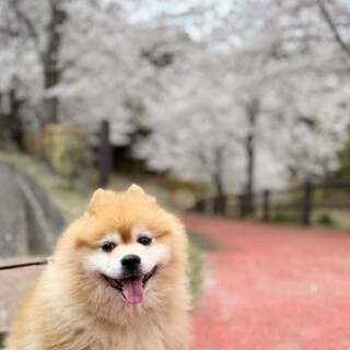 緊急 後2週間で保健所行きます ポメラニアン