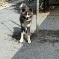 性格のおとなしい8ヶ月の秋田犬の男の子です。