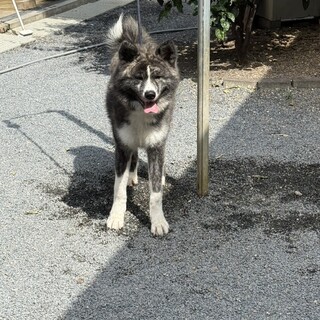 性格のおとなしい8ヶ月の秋田犬の男の子です。