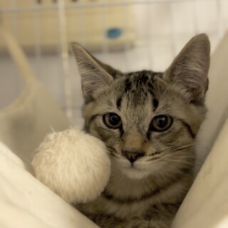 急募★マイペースで穏やか抱っこ好き♡あずくん