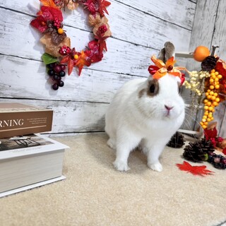 家族が決まりました！