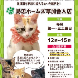 保護猫の譲渡会 サムネイル1