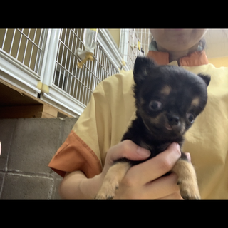 チワワ の男の子