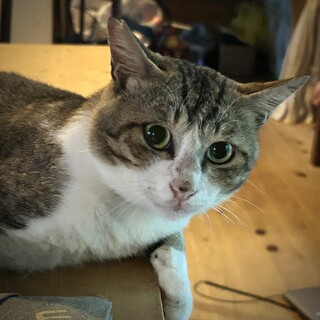 お外で生きてきた、甘えんぼのマイキーくん☆