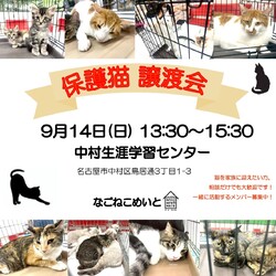 名古屋　保護猫譲渡会