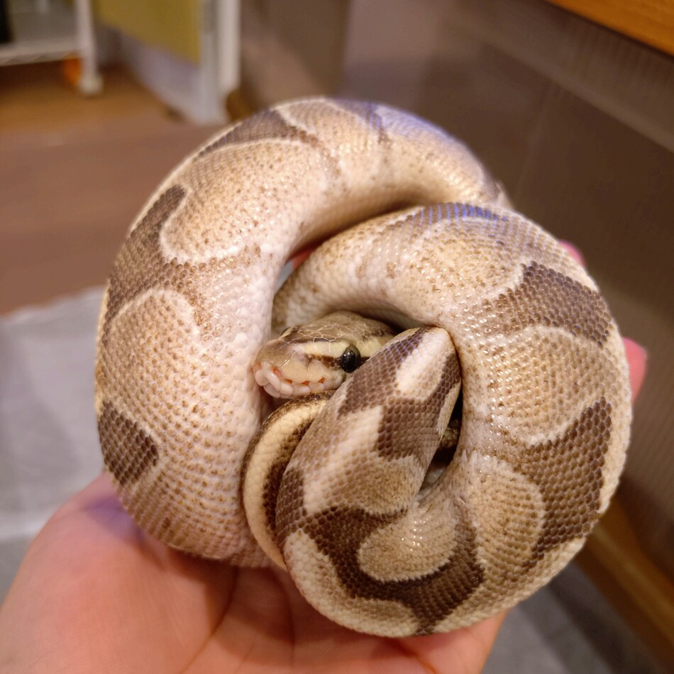 蘭のカバー写真