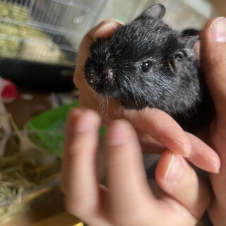 デグーの赤ちゃん(ブラック、サンド、アグーチ)