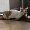 猫の里親募集