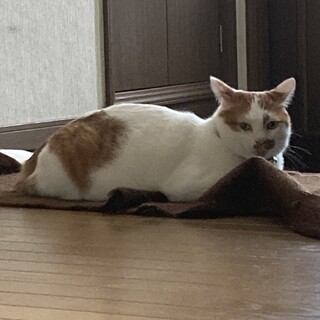 猫の里親募集