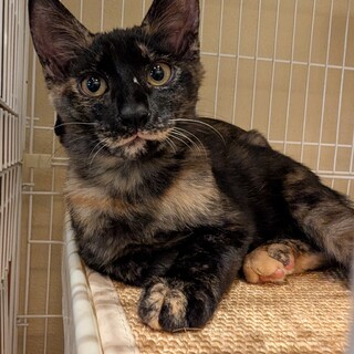 健康な4ヶ月の子猫（サビ）女の子