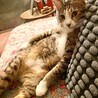 単頭飼い希望！甘えん坊で子猫大好きなぺこくん サムネイル3