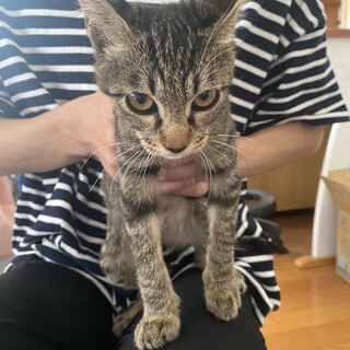 黒とグレーのしましま子猫の小町ちゃん