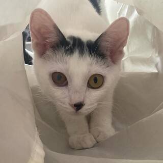 白黒子猫　ぴっころちゃん 里親様募集♡
