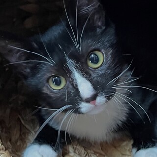 黒白子猫　ぽろり君 里親様募集♡