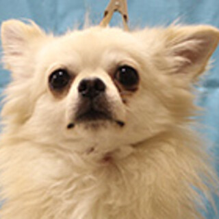 チワワの男の子です。(再掲載です)