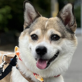 飼育放棄されたらんちゃん（推定12歳）