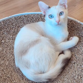 パステル三毛のびびちゃん♀