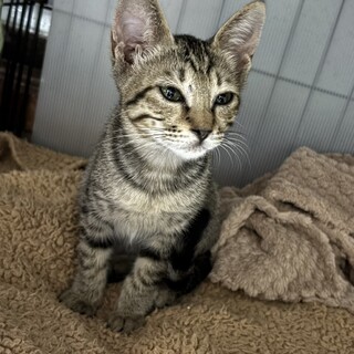 高齢者宅で繁殖、ずっとのお家を探してます